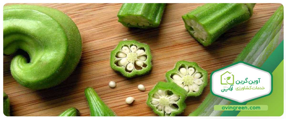 نشا بامیه را چگونه در گلخانه می‌کارند؟