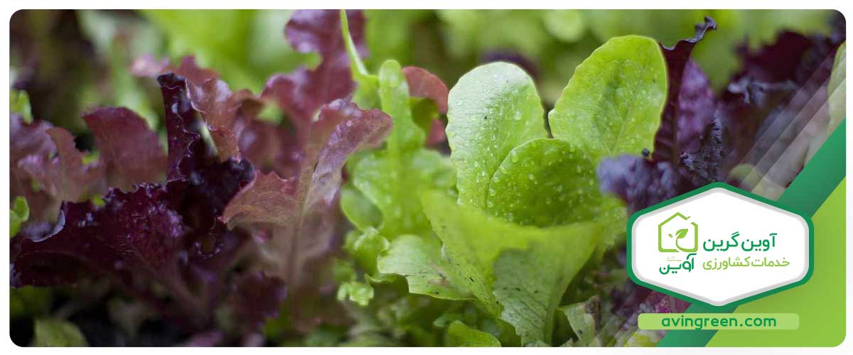 کاشت نشاء کاهو فرانسوی قرمز، چرا و چگونه؟