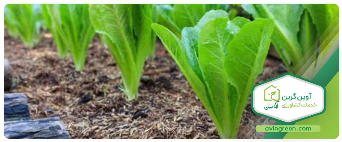 آموزش کاشت انواع نشا کاهو، روشی آسان و پرطرفدار