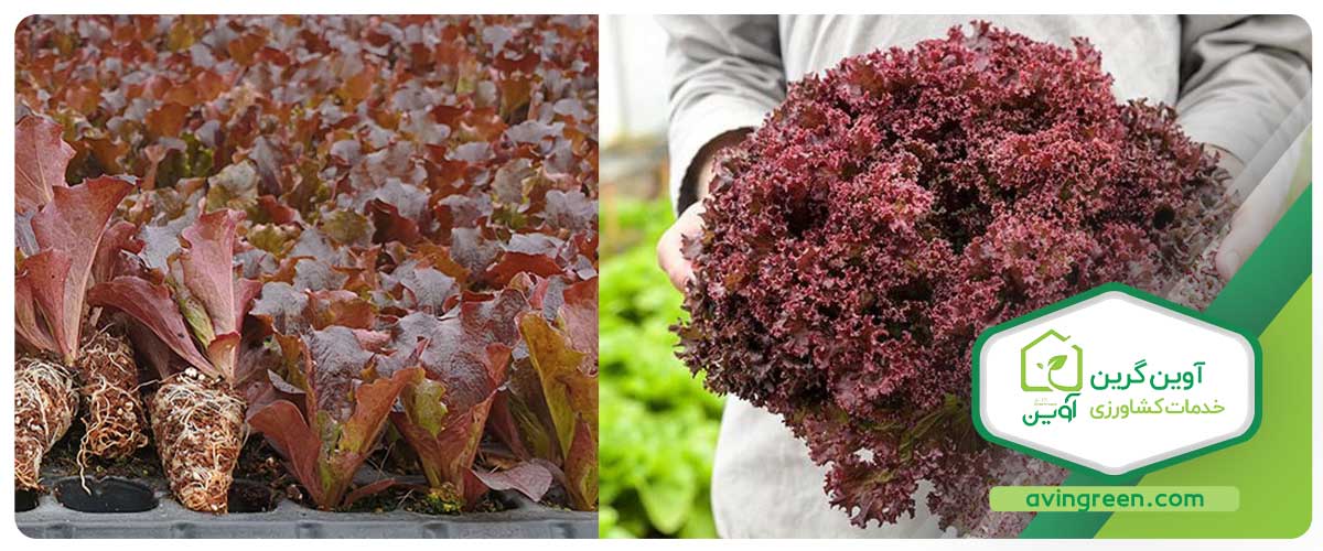 مشخصات نشا کاهو فرانسوی قرمز