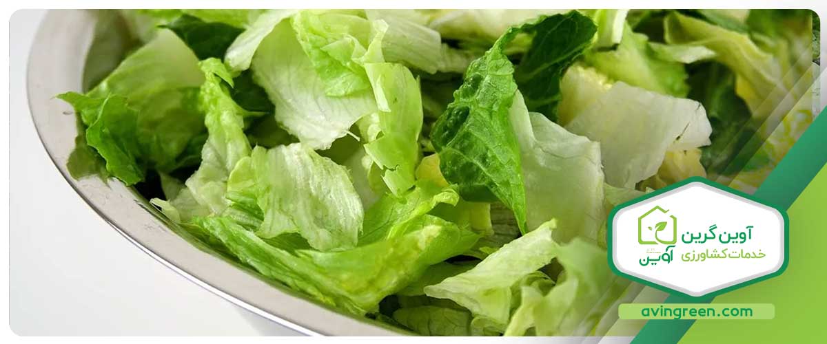نحوه مصرف کاهو فرانسوی سبز