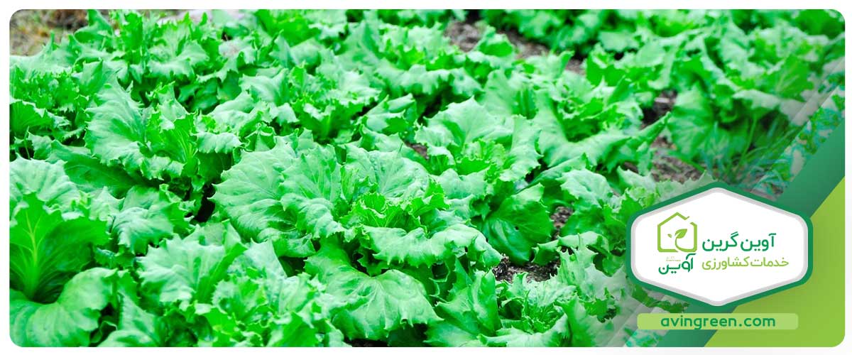 مزایای نشا کاهو باتاویا