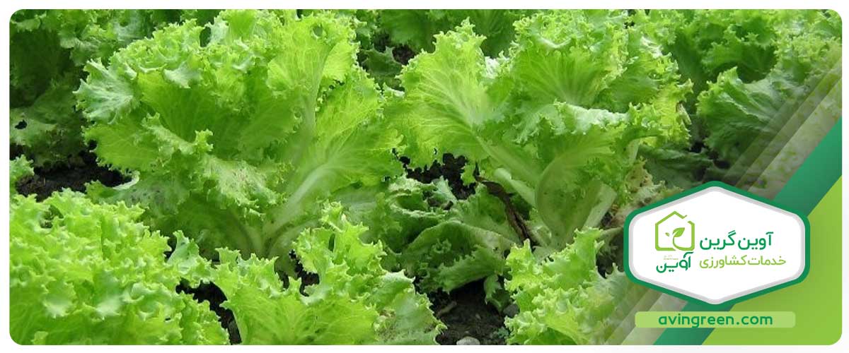 نکات مهم درباره نشاء کاهو بیوندا
