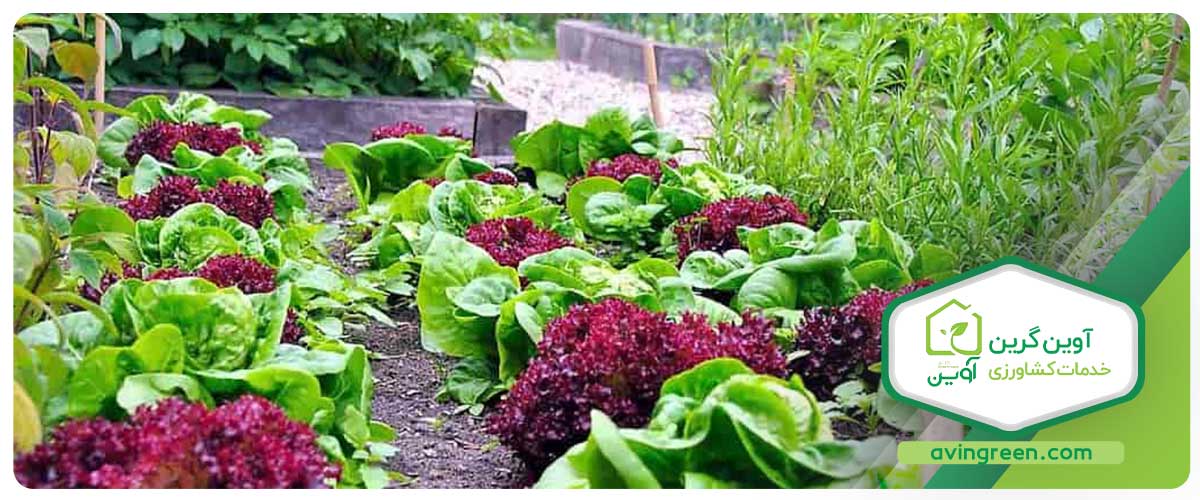 چه زمانی نشاء کاهو فرانسوی قرمز آماده کاشت است؟
