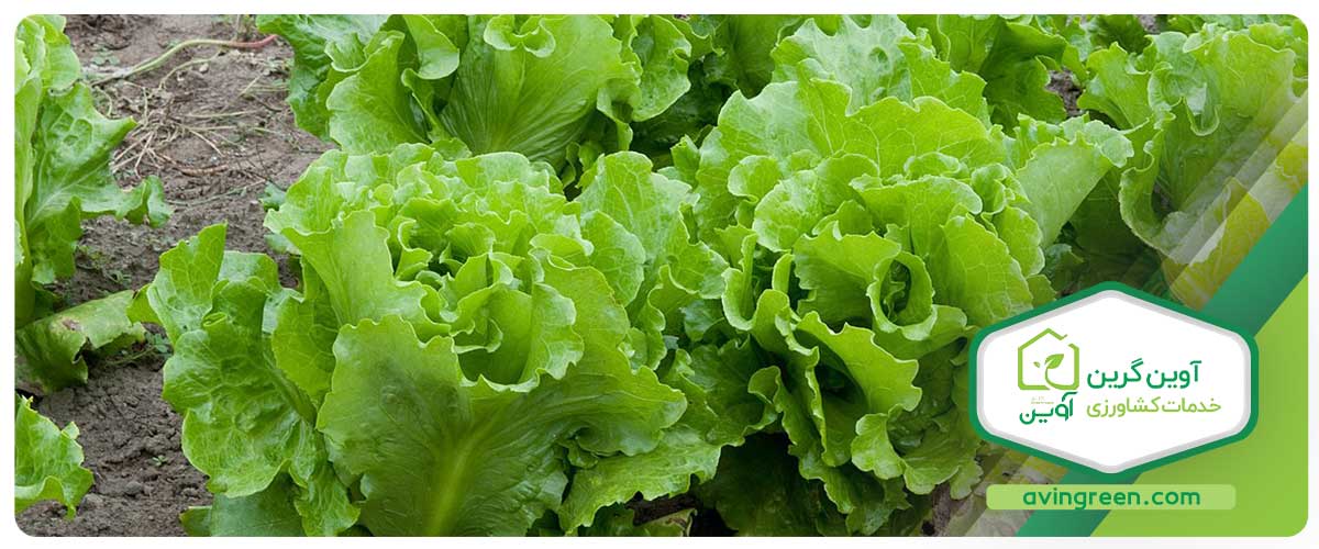 بهترین نشا کاهو بیوندا را از کجا تهیه کنیم؟