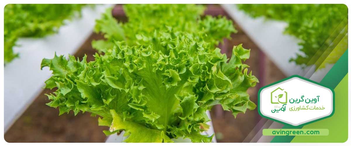 نکاتی درباره کاشت نشا کاهو اوکلیف
