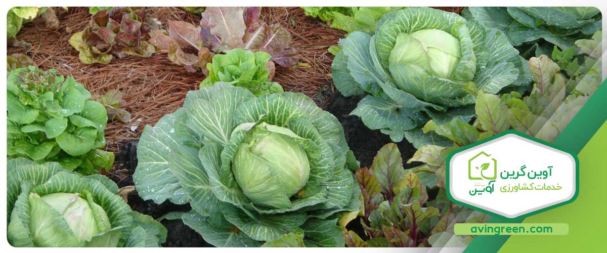 گلخانه آوین؛ بهترین مرکز جهت خرید انواع نشاء سبزیجات