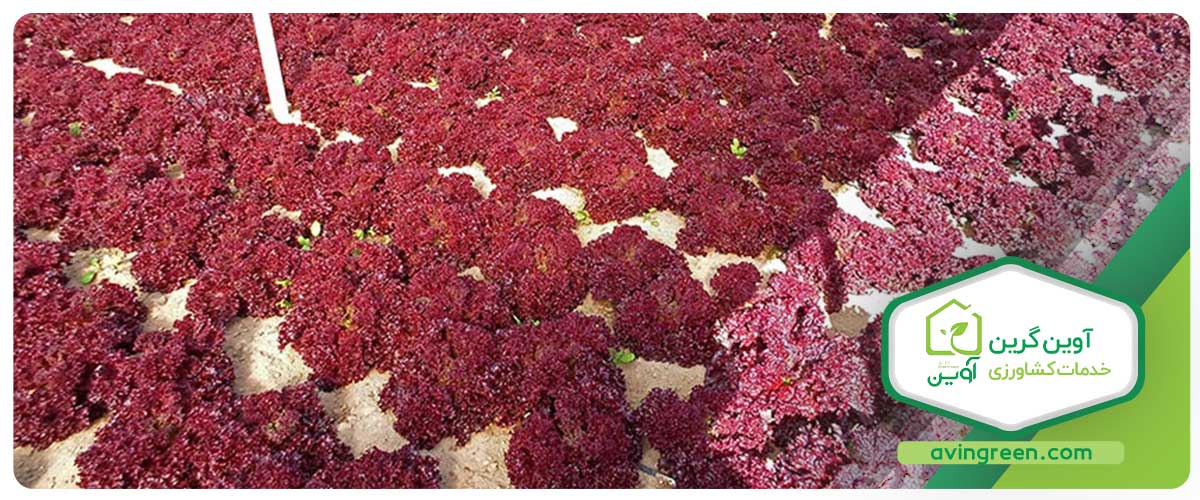 برداشت کاهو فرانسوی قرمز