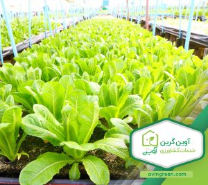 انواع روش های تولید نشا کاهو