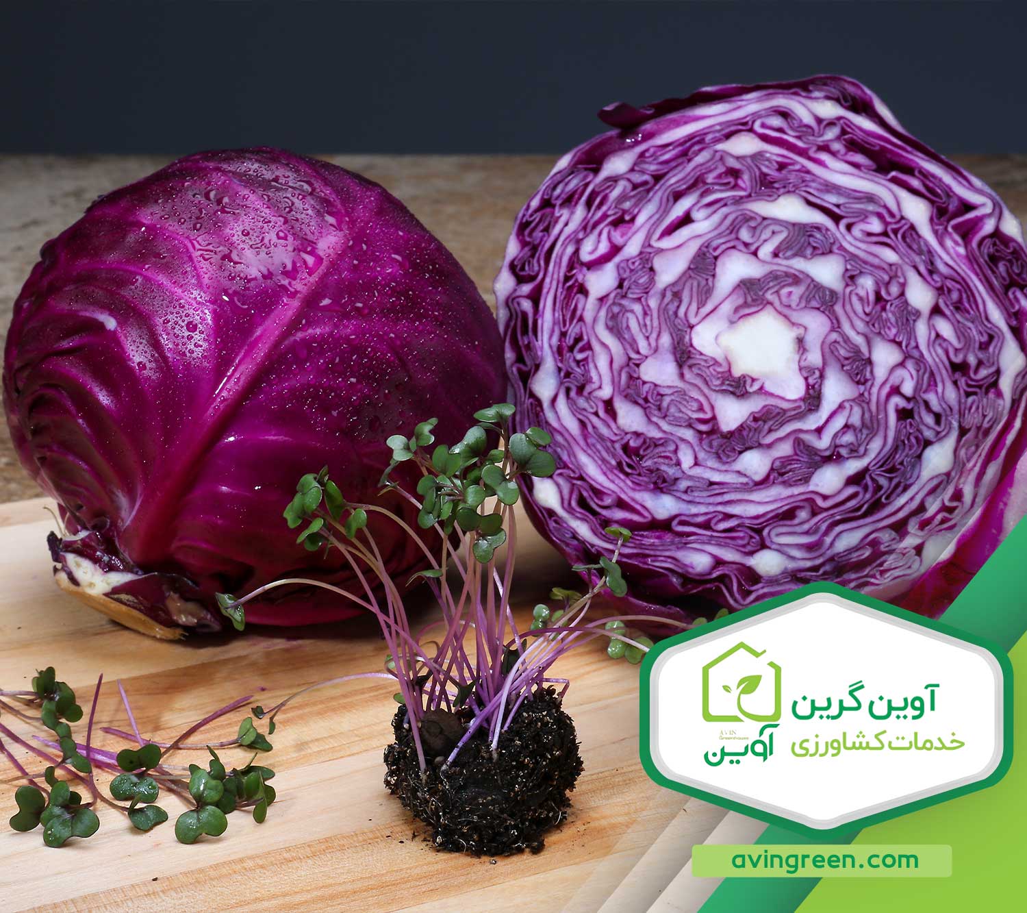 نشا کلم پیچ قرمز