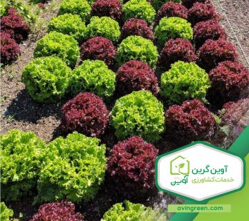 مشخصات نشا کاهو فرانسوی قرمز