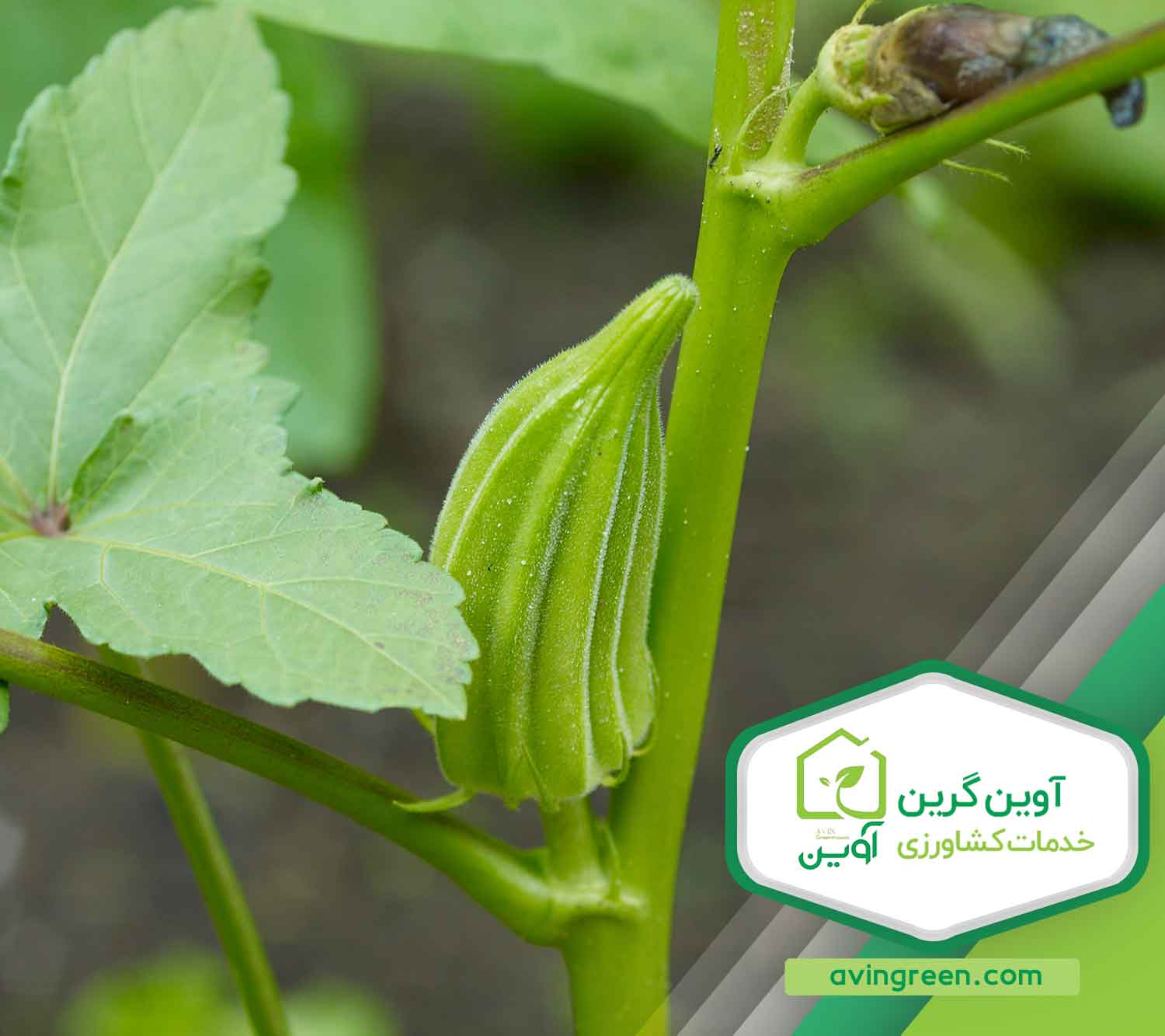 پرورش نشا بامیه