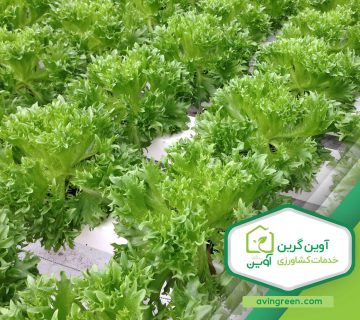 مشخصات نشا کاهو اوکلیف