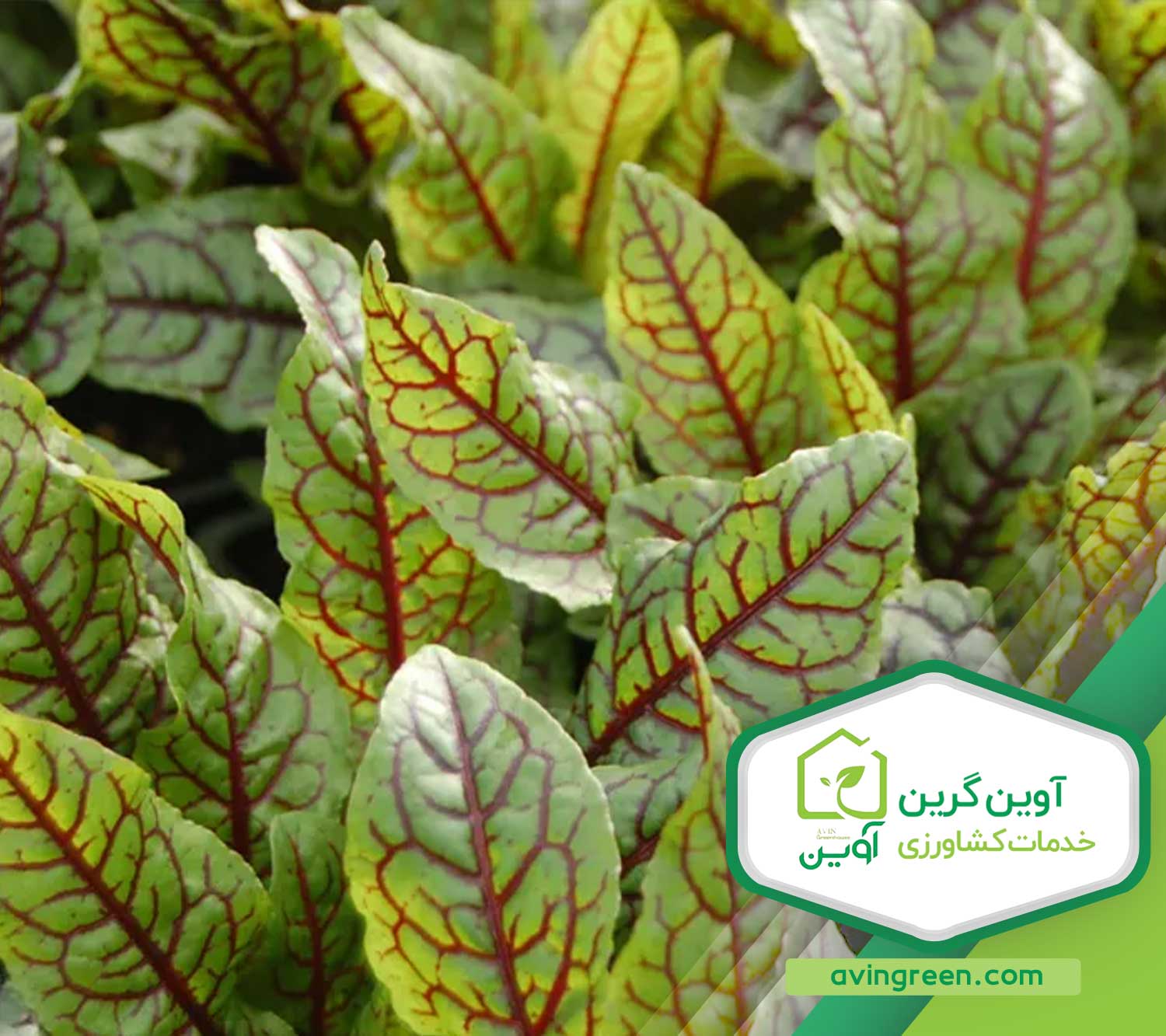 پرورش نشا سورل قرمز