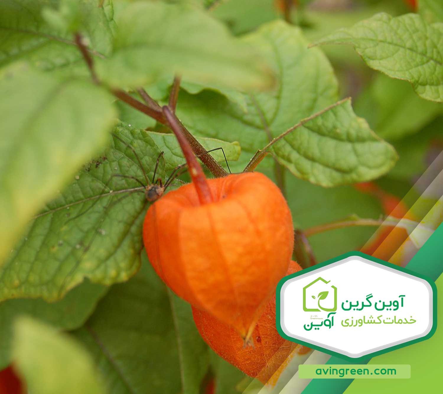 پرورش نشا فیسالیس