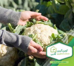 خرید نشاء گل کلم زودرس