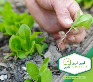 مشخصات نشا کاهو چینی