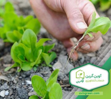 مشخصات نشا کاهو چینی