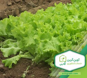 مشخصات نشا کاهو بیوندا