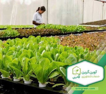 آموزش کاشت انواع نشا کاهو