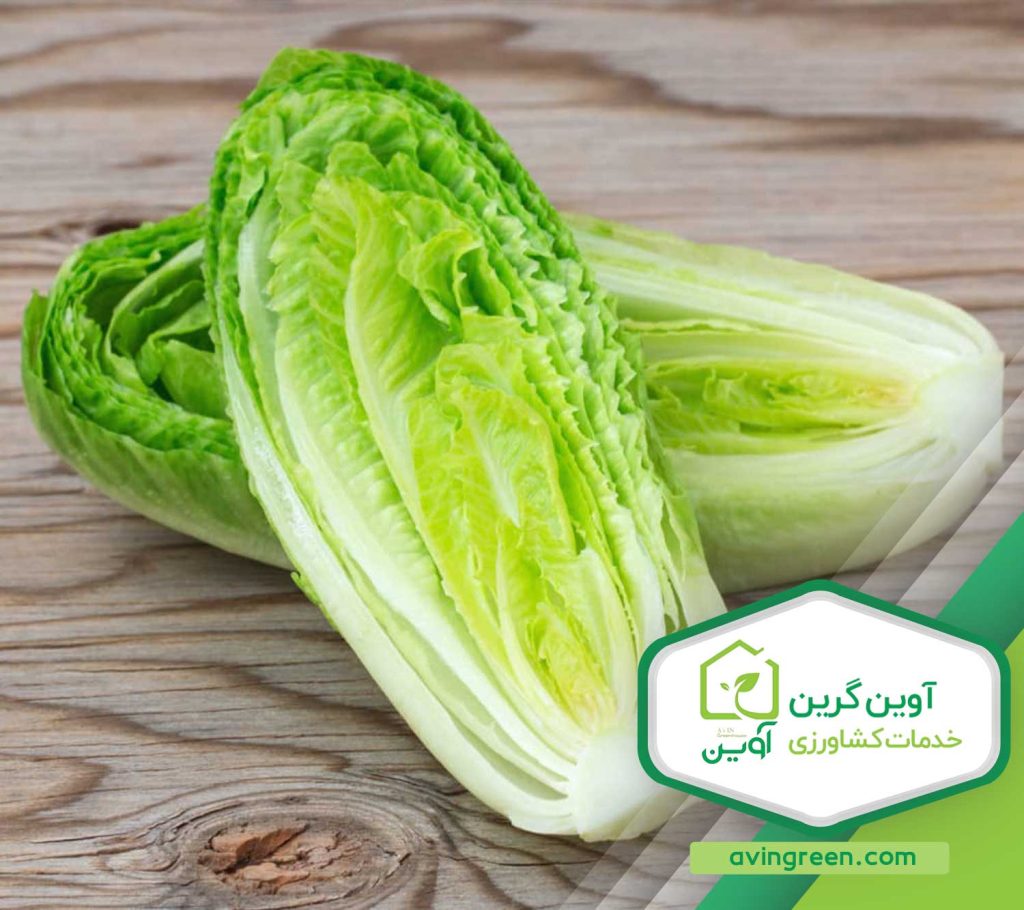 مشخصات نشا کاهو سالادی