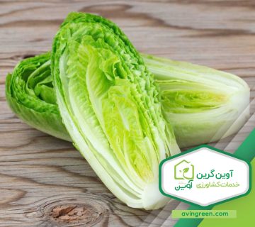 مشخصات نشا کاهو سالادی
