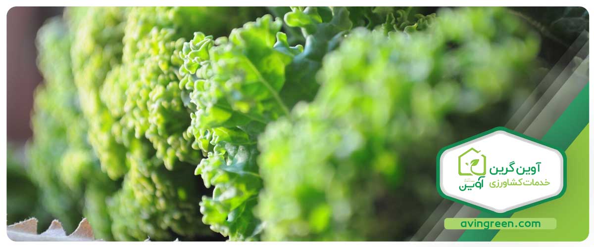 راهنمای زراعت و پرورش نشا کلم کیل سبز در گلخانه