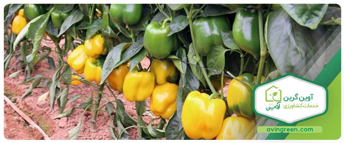 روش‌های مبارزه و کنترل بیماری موزاییک خفیف فلفل ‌دلمه‌ای
