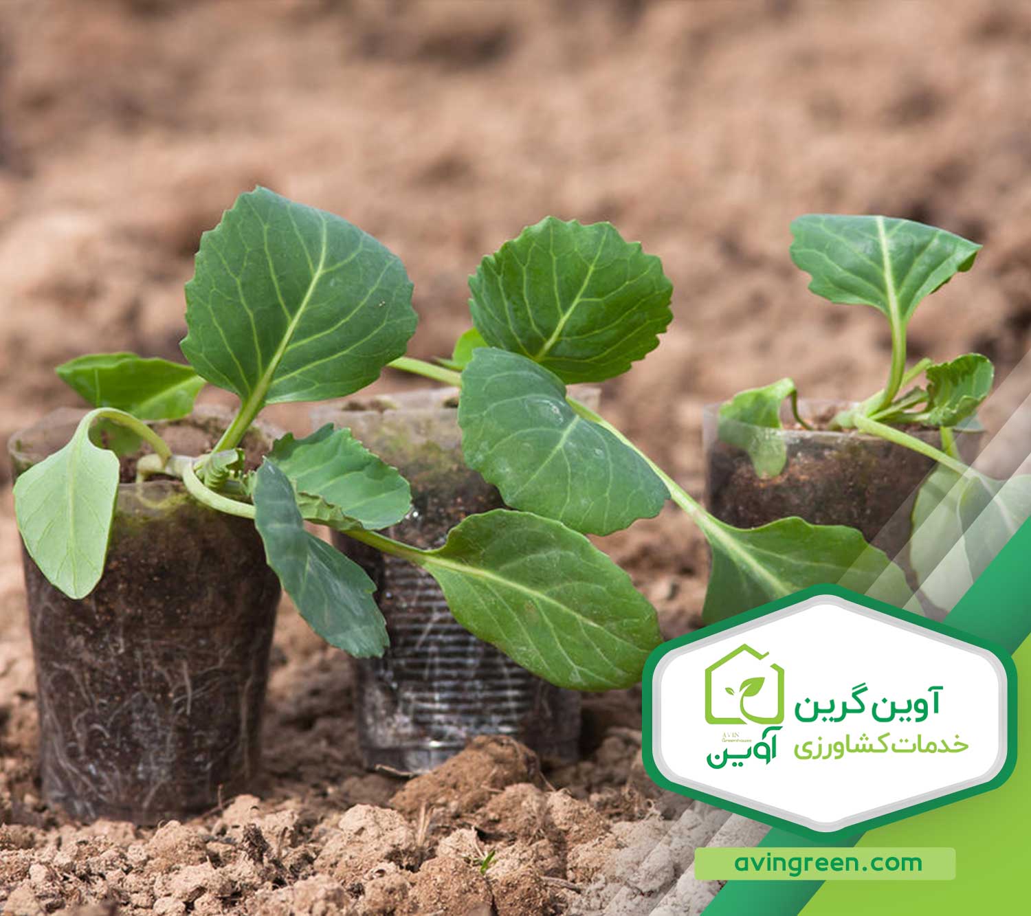 پرورش نشا کلم پیچ