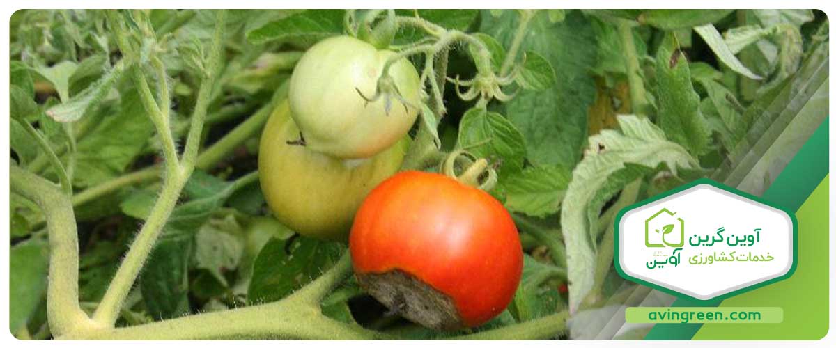 تأثیر شانکر باکتریایی بر گیاه گوجه ‌فرنگی