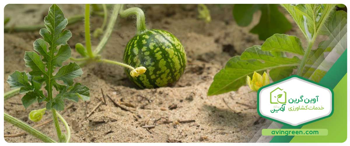 راه‌های پیشگیری و کنترل پوسیدگی سیاه هندوانه