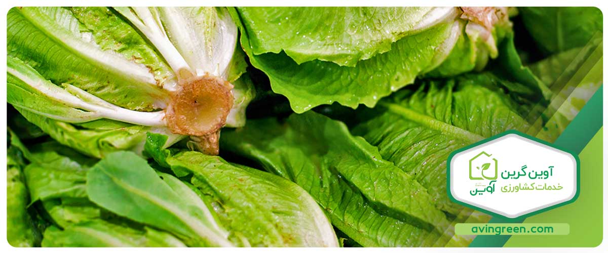 راهکارهایی در برابر سوختگی حاشیه برگ کاهو