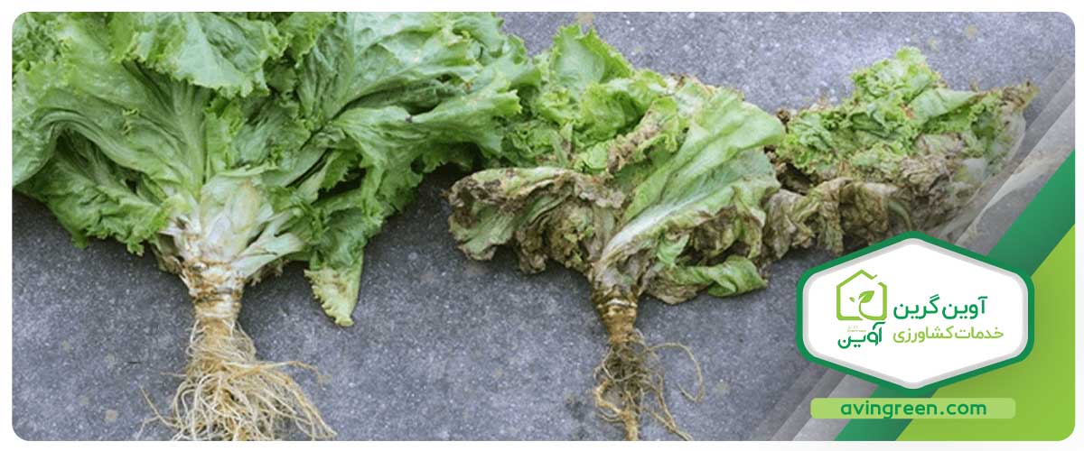 بیماری سوختگی انتهایی کاهو