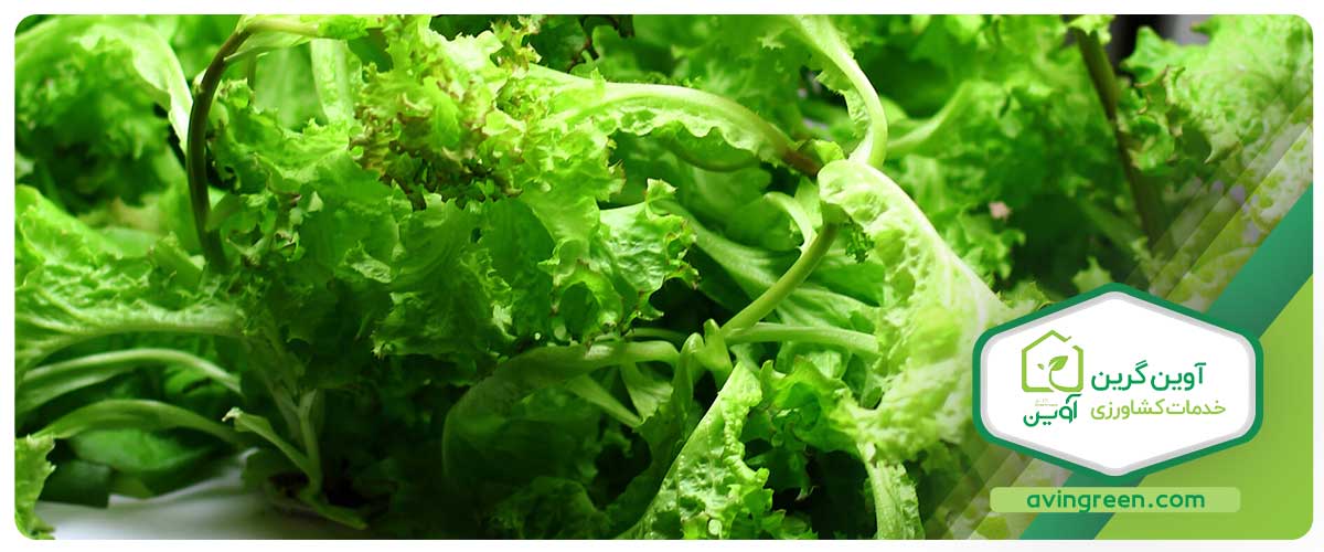  راه‌های پیشگیری از ایجاد سفیدک حقیقی کاهو