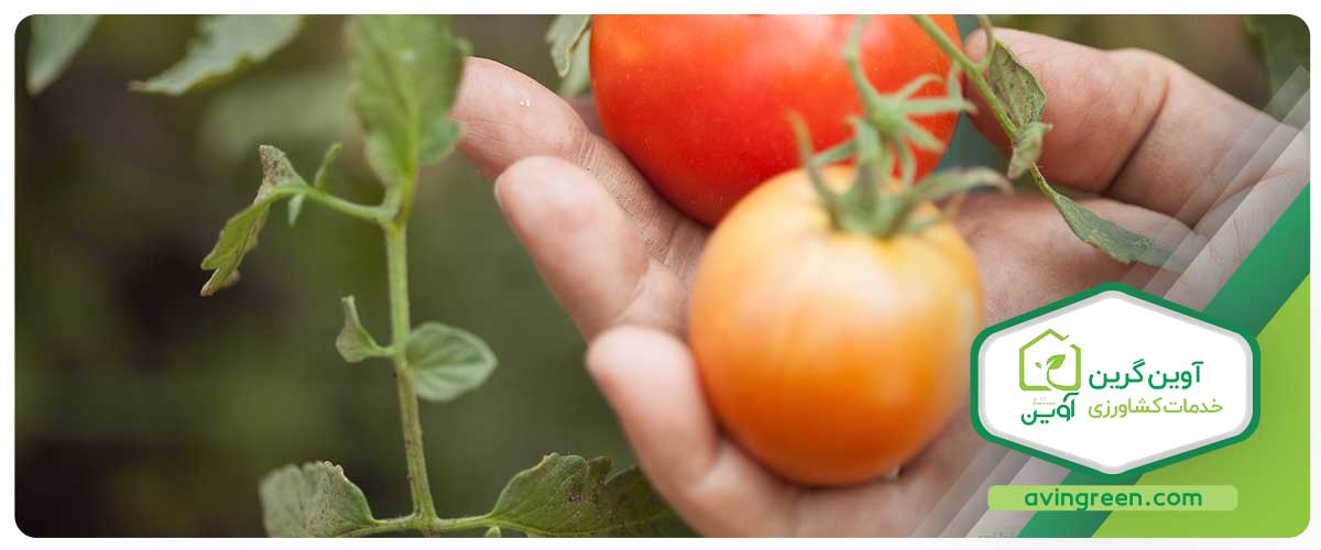 شیوه‌های کنترل لکه برگ سپتوریا گوجه فرنگی