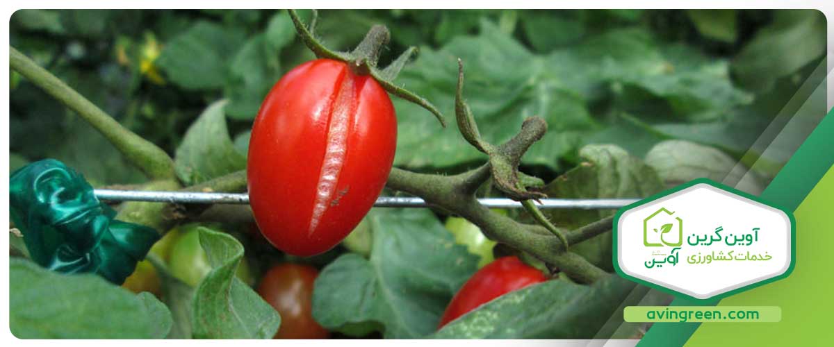 چگونگی ایجاد بیماری قالب سفید گوجه فرنگی