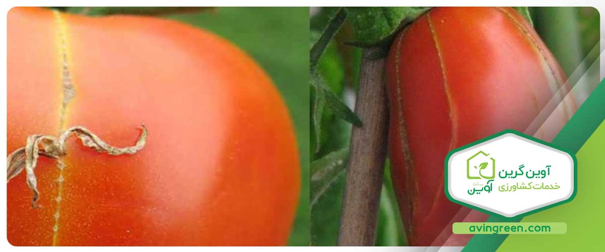 ترک خوردن میوه گوجه فرنگی