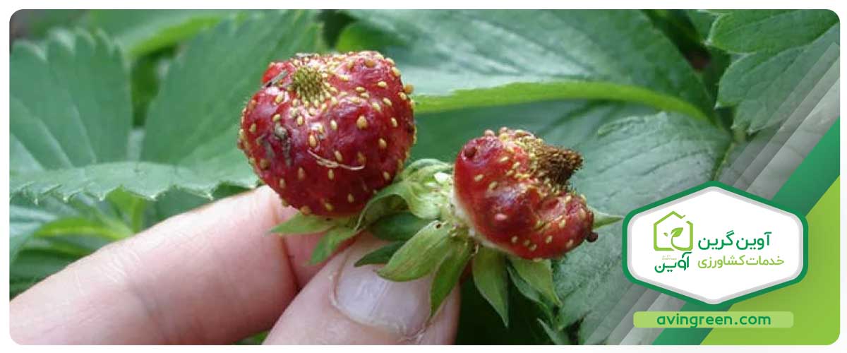 روش‌های مقابله با بیماری سفیدک پودری توت‌فرنگی