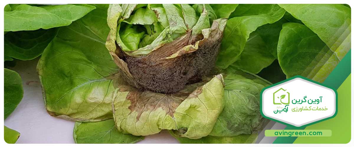 چگونگی ایجاد بیماری شیشه‌ای شدن برگ کاهو