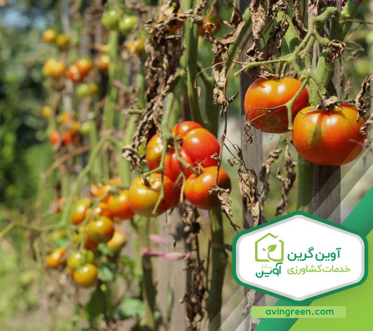 بیماری های گوجه فرنگی- 0 تا 100 انواع بیماری گوجه فرنگی+ {درمان}