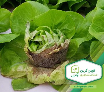 بیماری های کاهو
