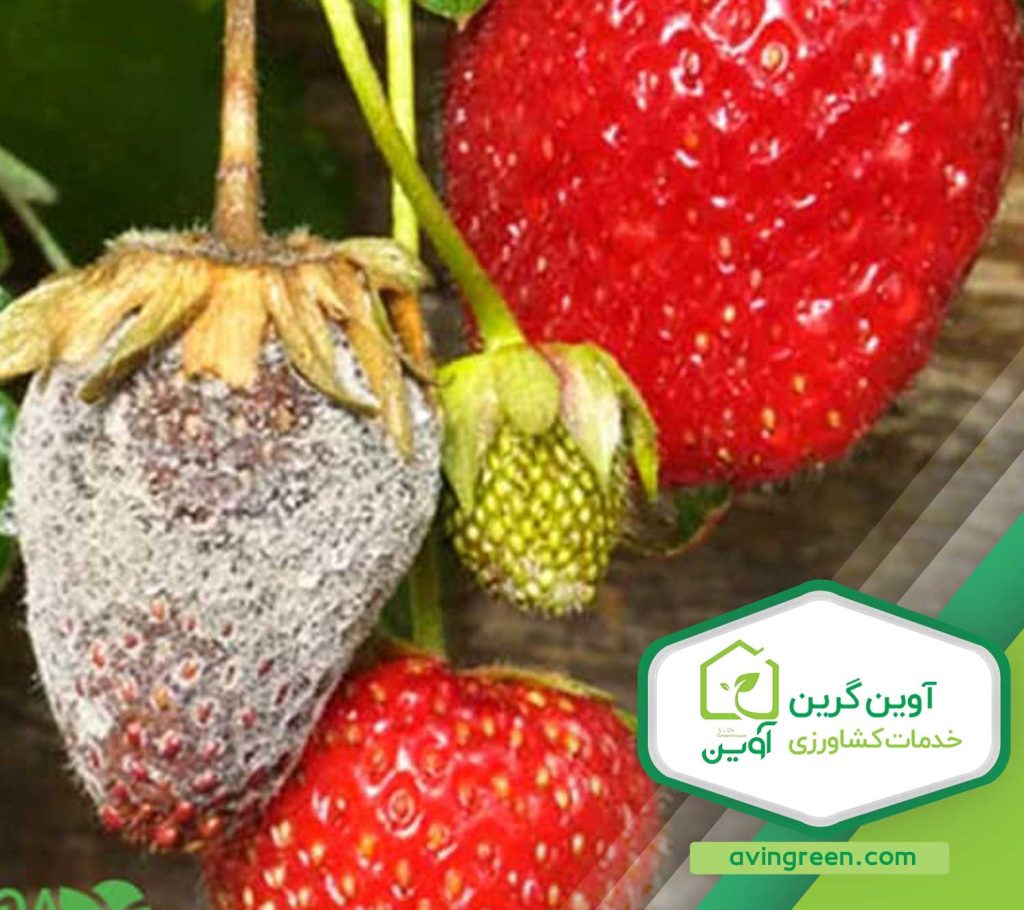بیماری های توت فرنگی