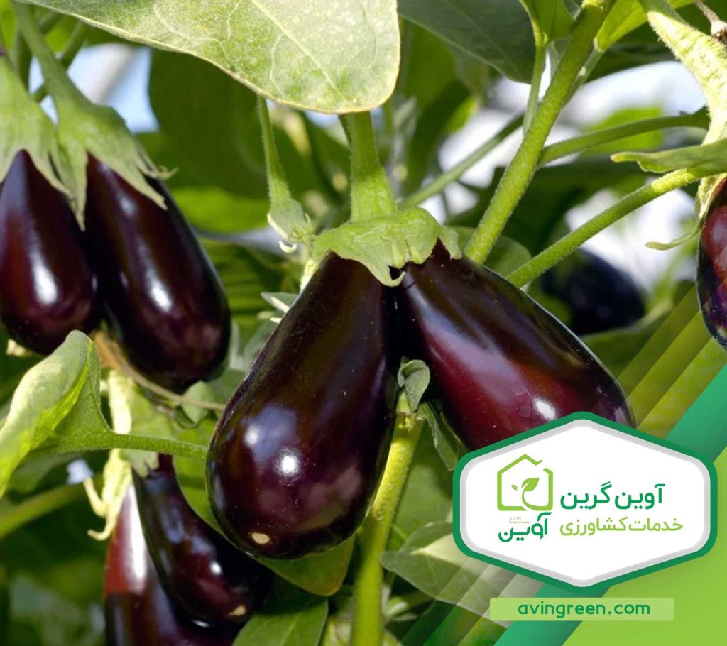 بیماریهای بادمجان و 5 روش درمان