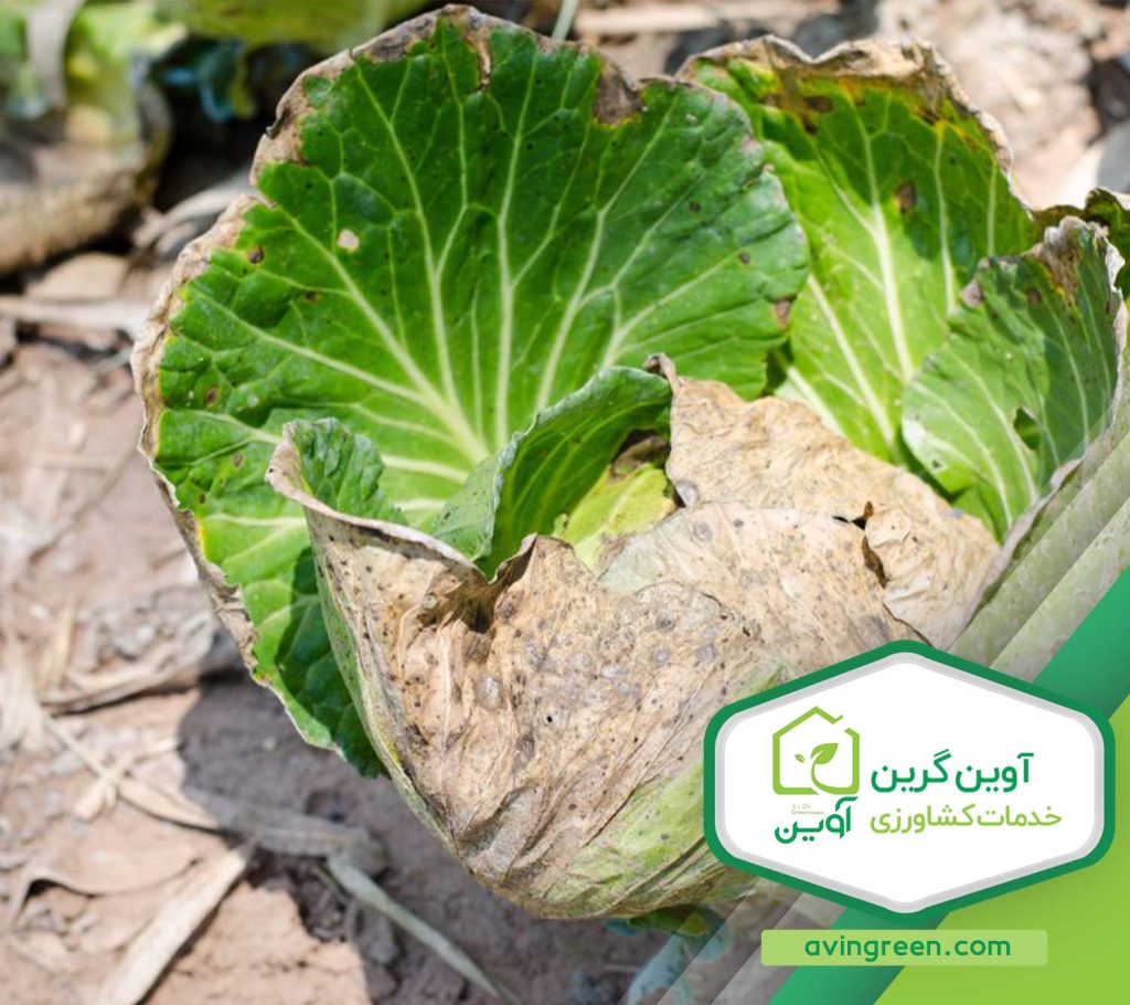 بیماری های کلم