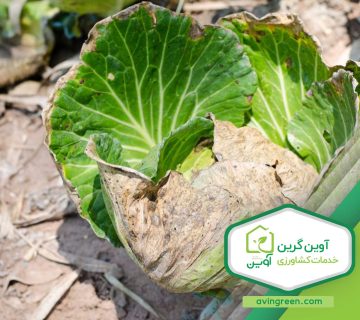 بیماری های کلم