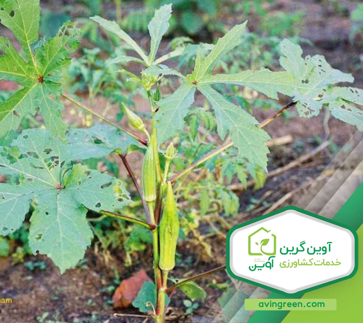 بیماری های بامیه