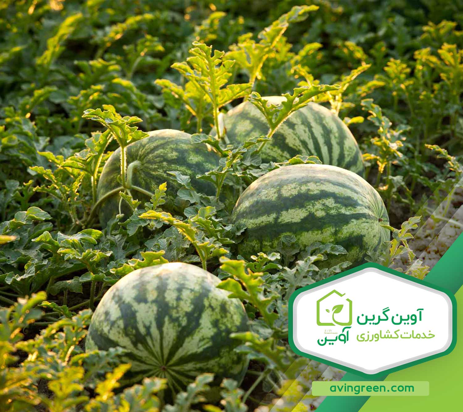 پرورش نشا هندوانه