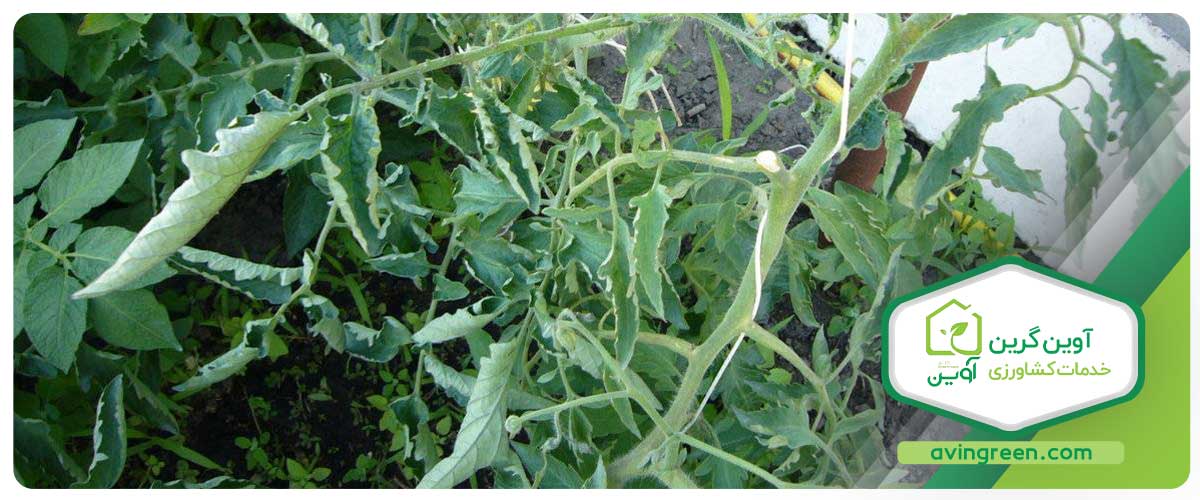 6 دلیل پیچ خوردن برگ گوجه فرنگی