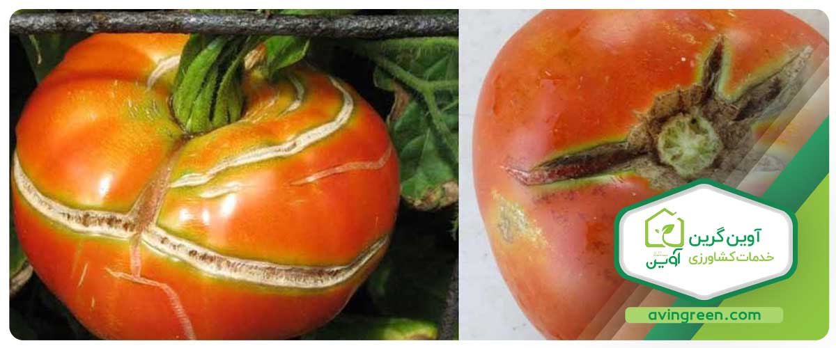 علت ترکیدگی سطح گوجه فرنگی