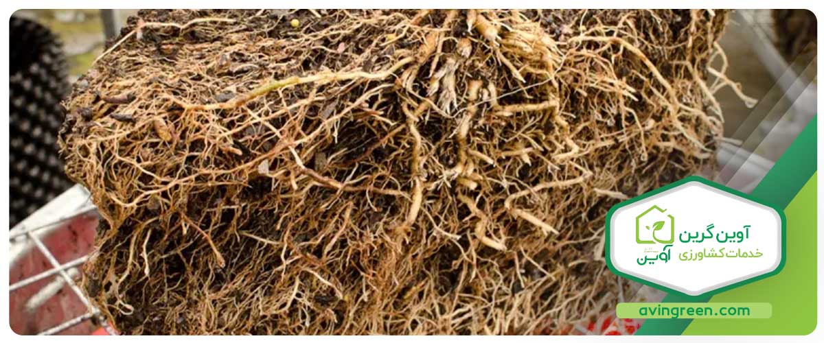 چرا پوسیدگی ریشه گوجه فرنگی اتفاق می‌افتد؟
